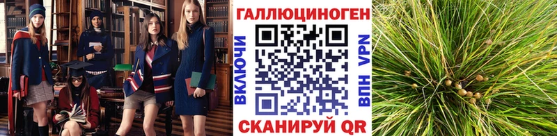 Псилоцибиновые грибы Psilocybine cubensis  Высоковск 